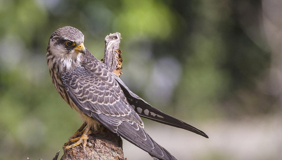 Tokhü Emong Bird Count (TEBC)