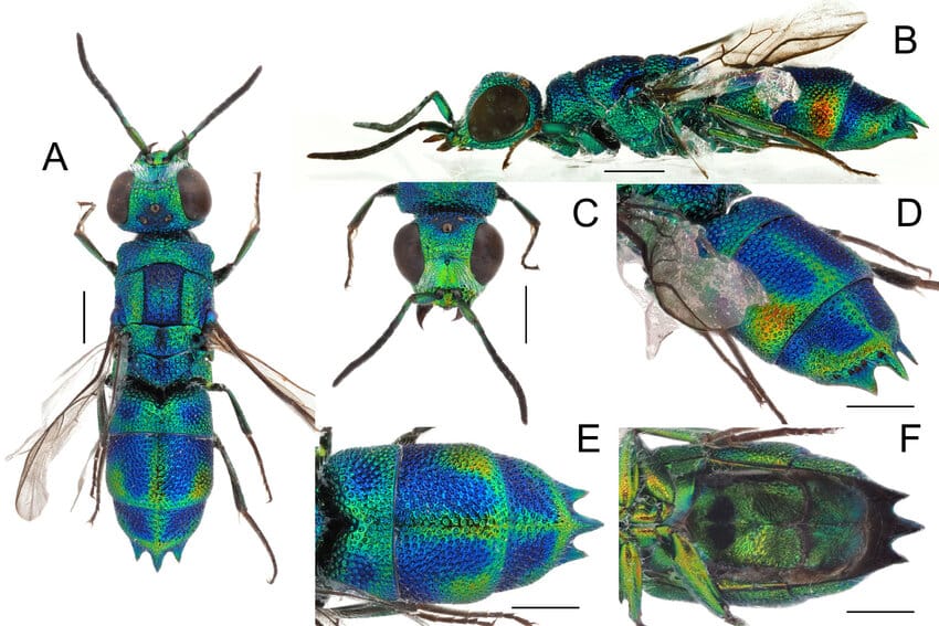 Trichrysis poseidonia