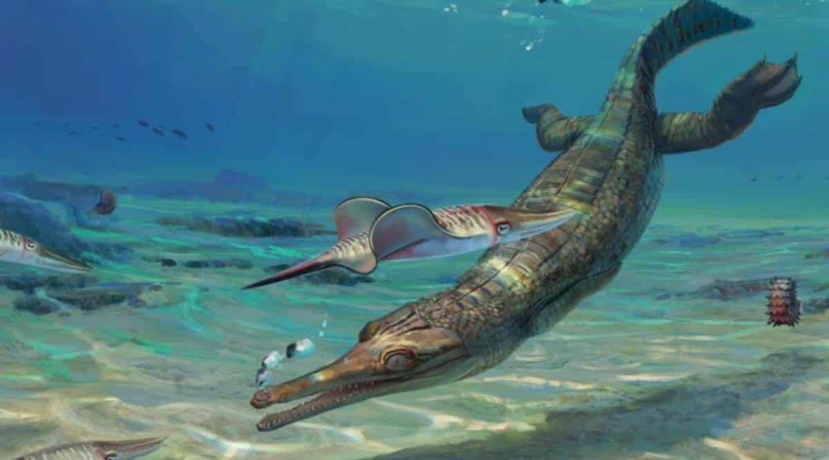 Turnersuchus hingleyae