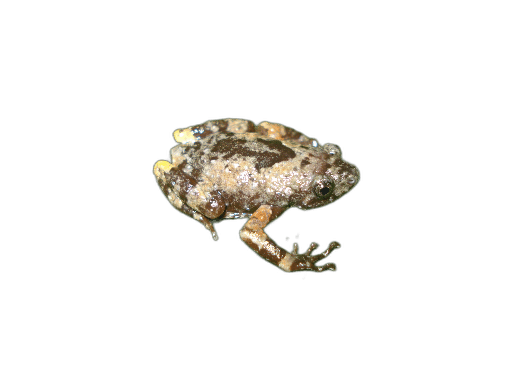 Uperodon Montanus
