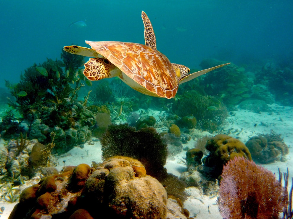 What are Marine Protected Areas (MPAs)?