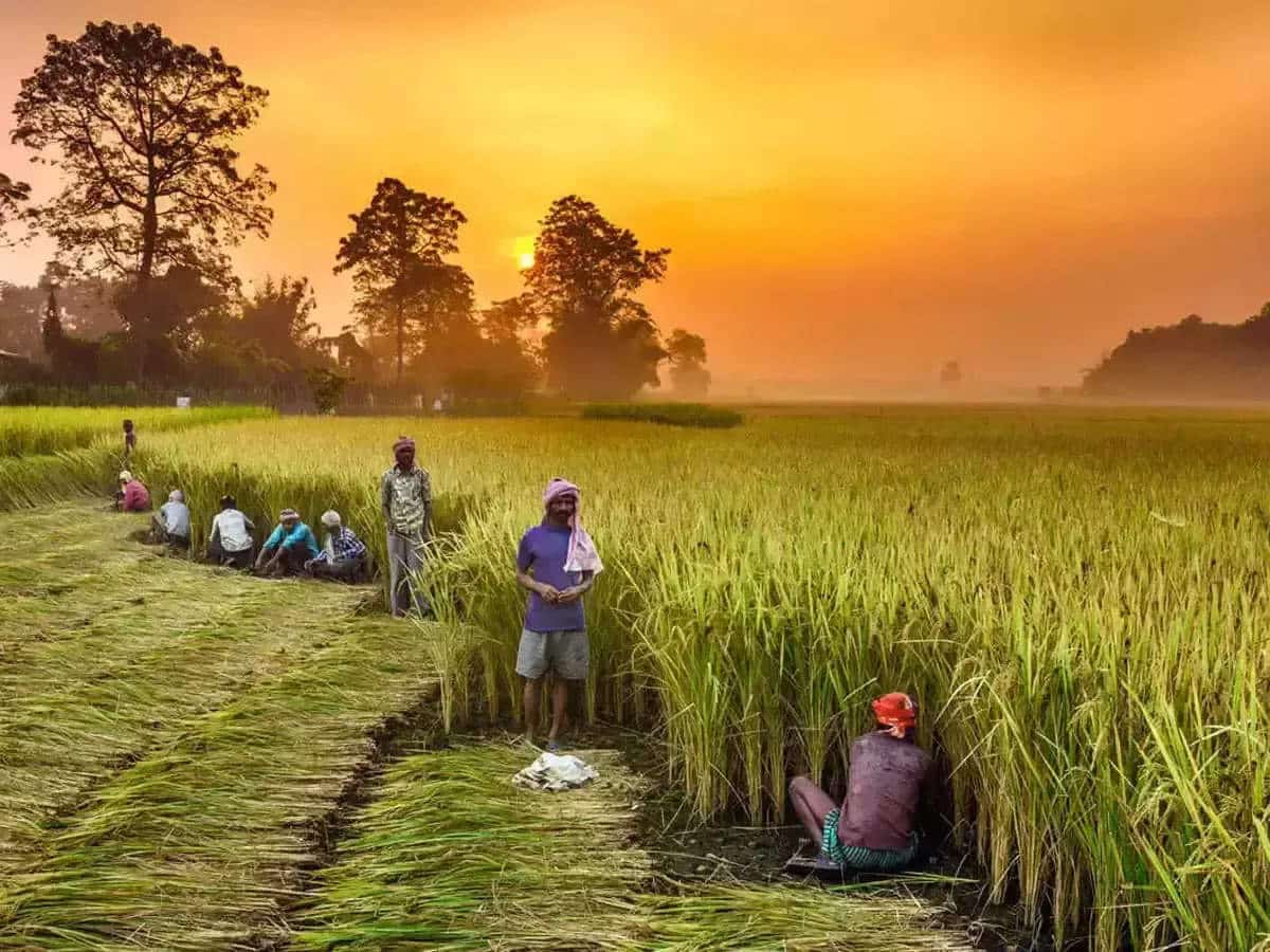 What are Primary Agricultural Credit Societies?