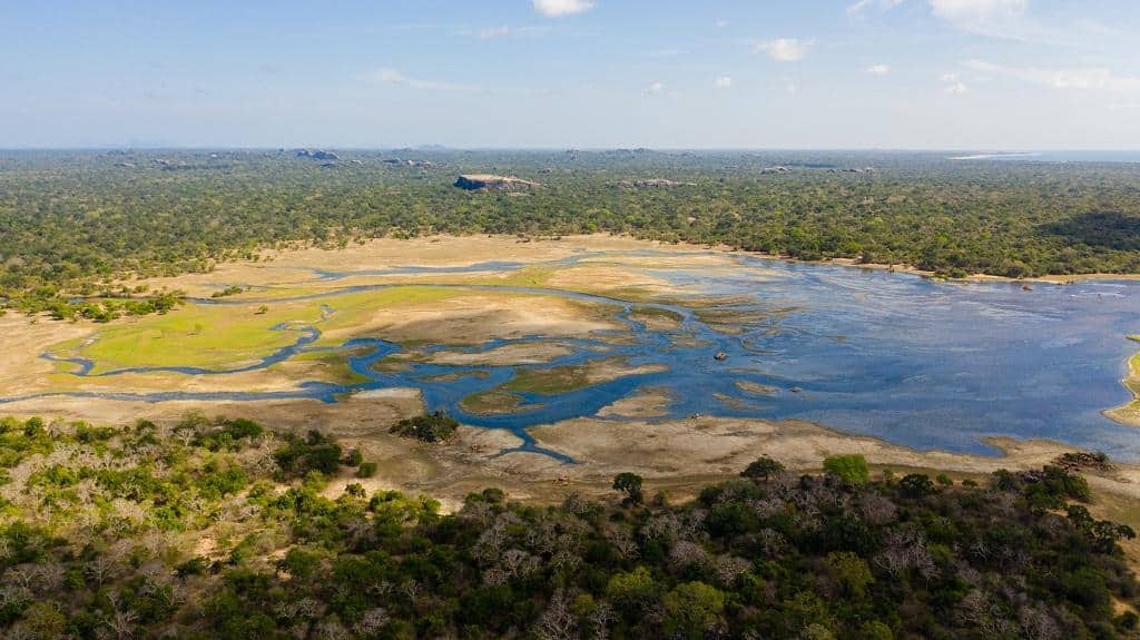 What are Salt marshes?