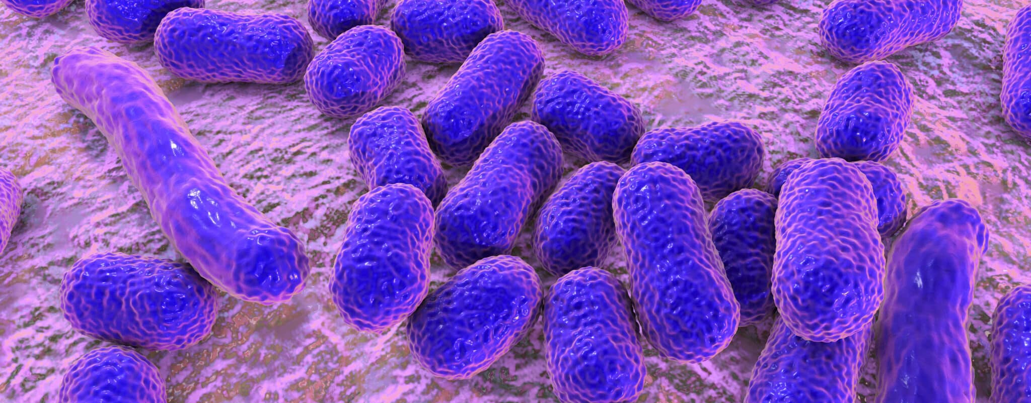 What is Acinetobactor Baumannii?