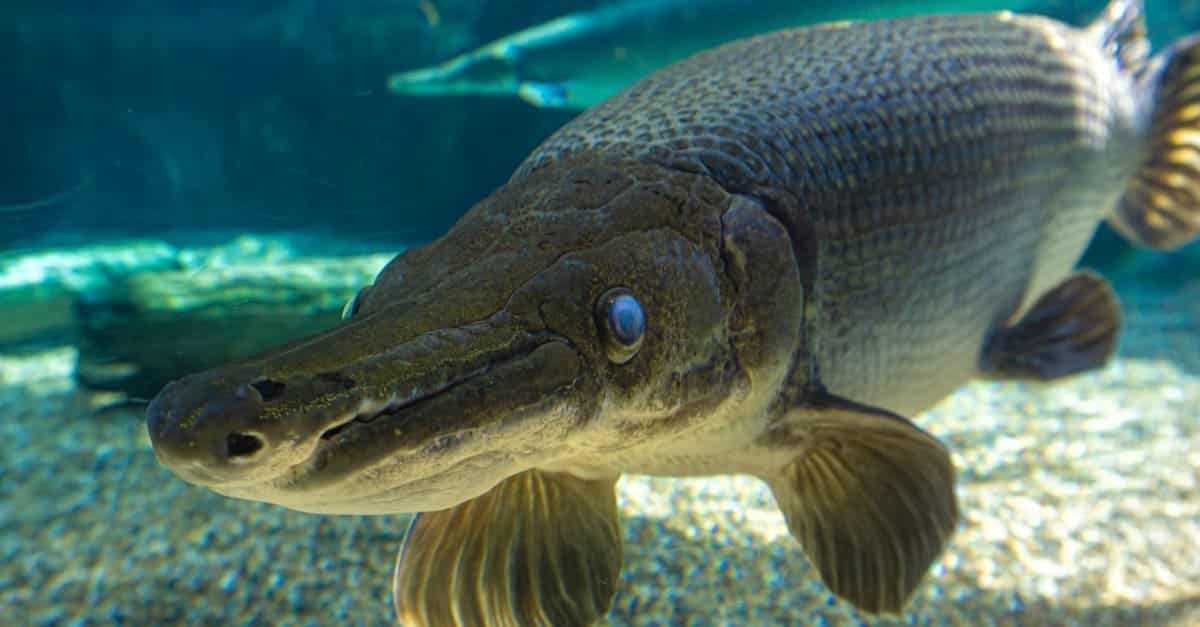 What is Allegator Gar?