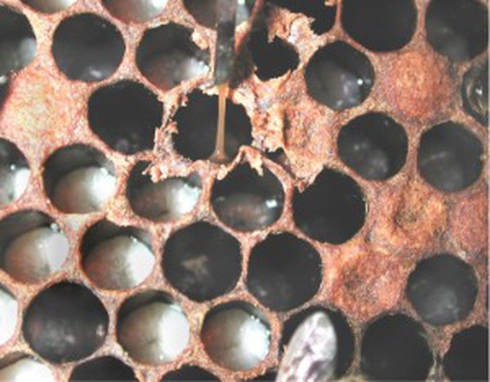 What is American Foulbrood?