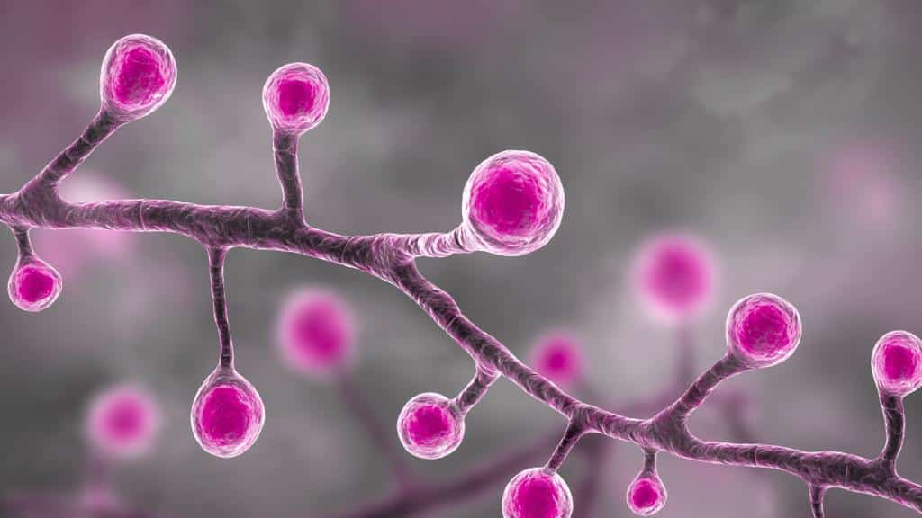 What is Blastomycosis?
