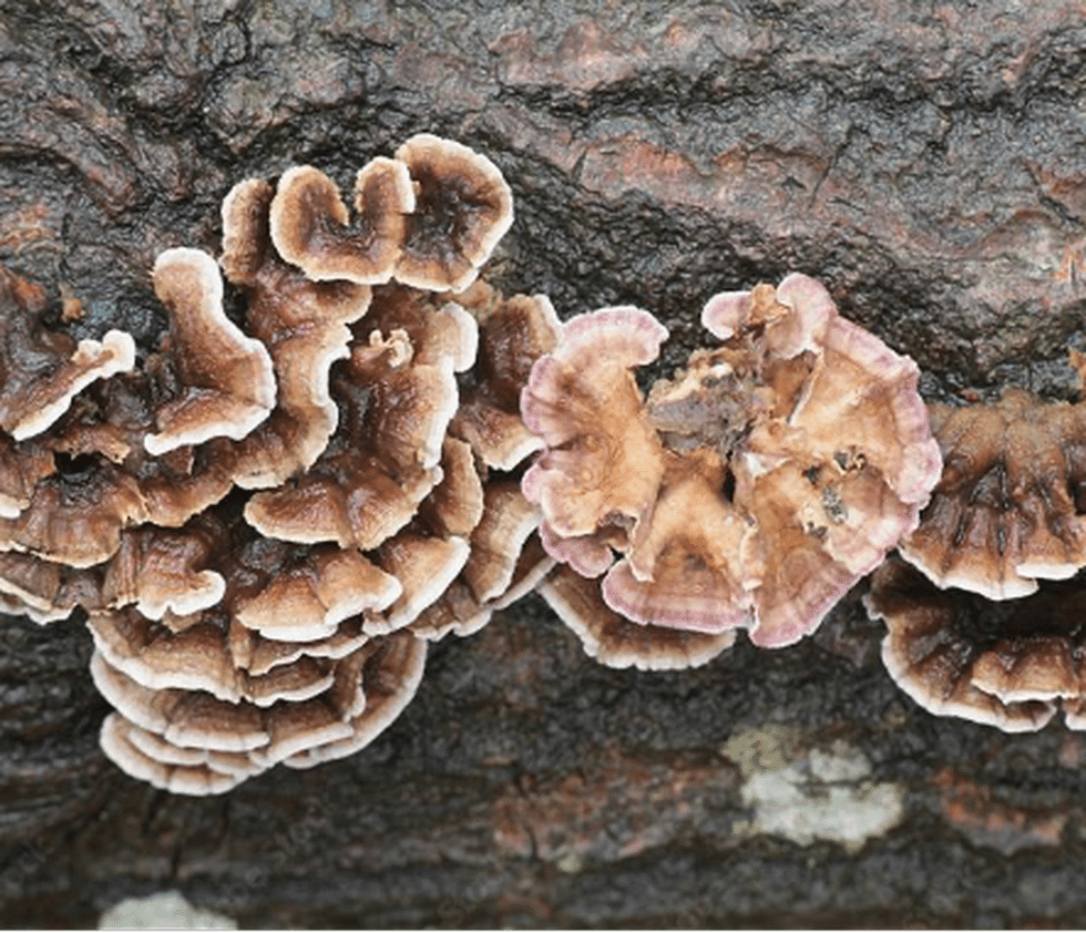 What is Chondrostereum Purpureum?
