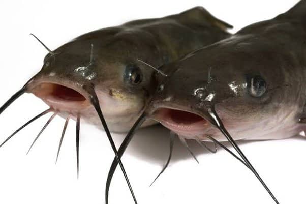 What is Exostoma Dhritiae?
