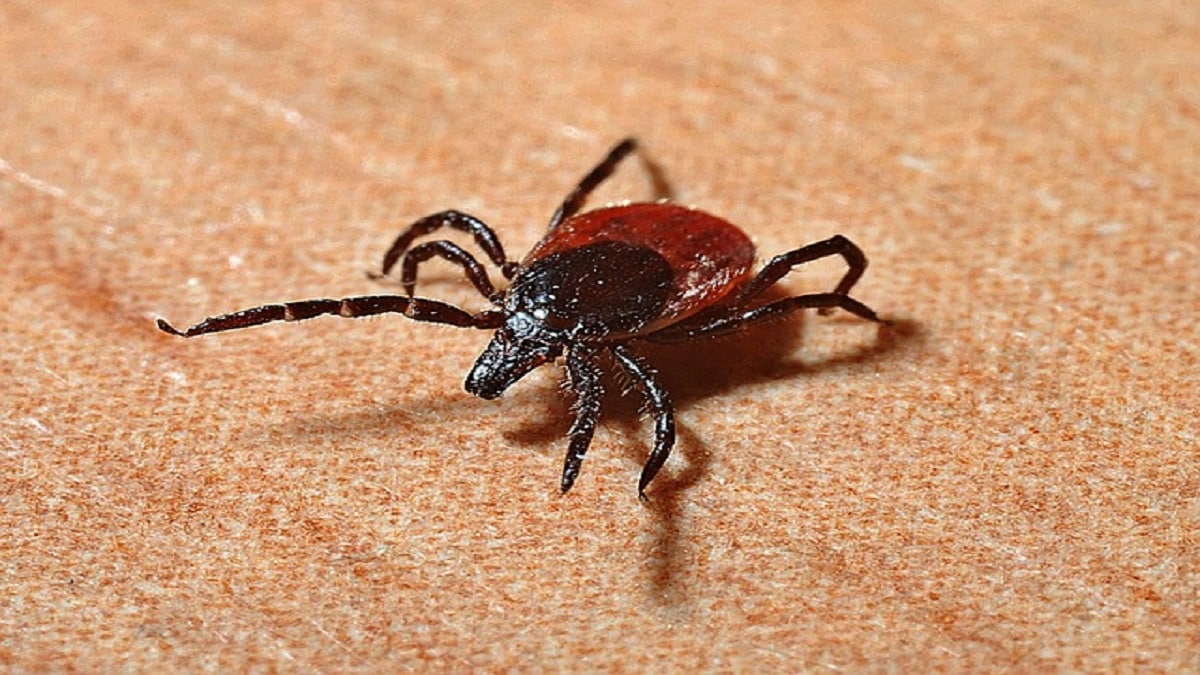 What is Powassan Virus?
