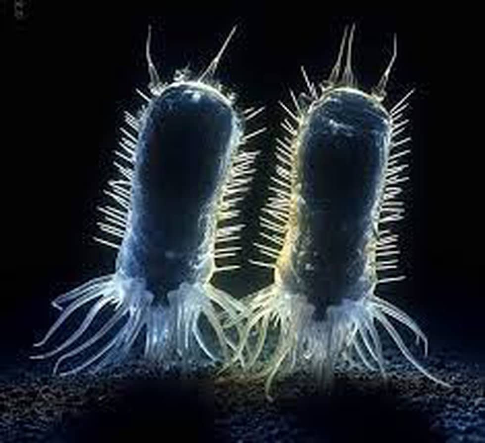 What is Protosterol Biota?