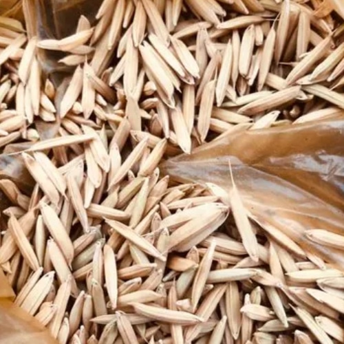 What is Pusa Basmati 1847?