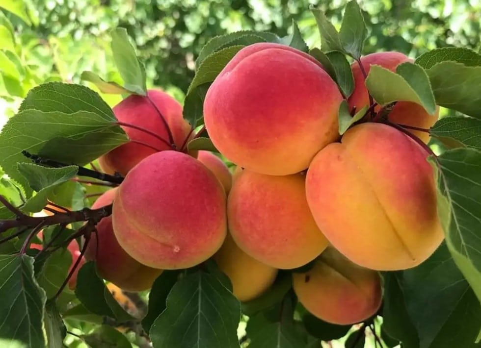 What is Raktsey Karpo Apricots?