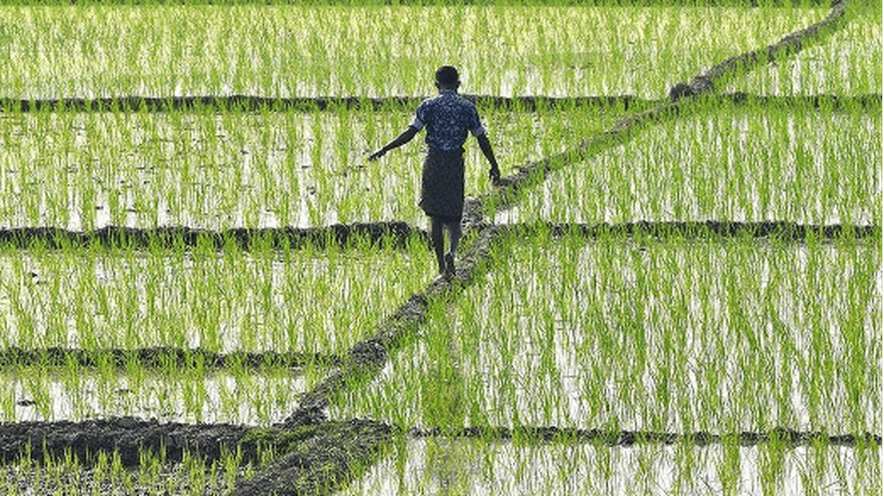 What is the Krushak Assistance for Livelihood and Income Augmentation (KALIA) Scheme?