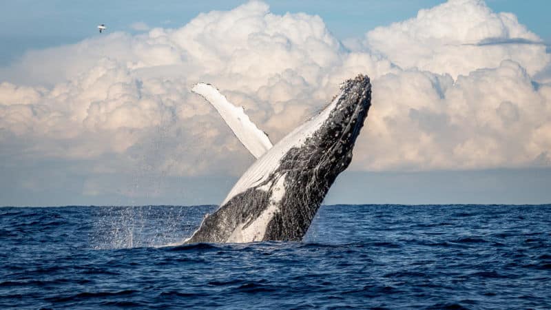 What is the United Nations High Seas Treaty?