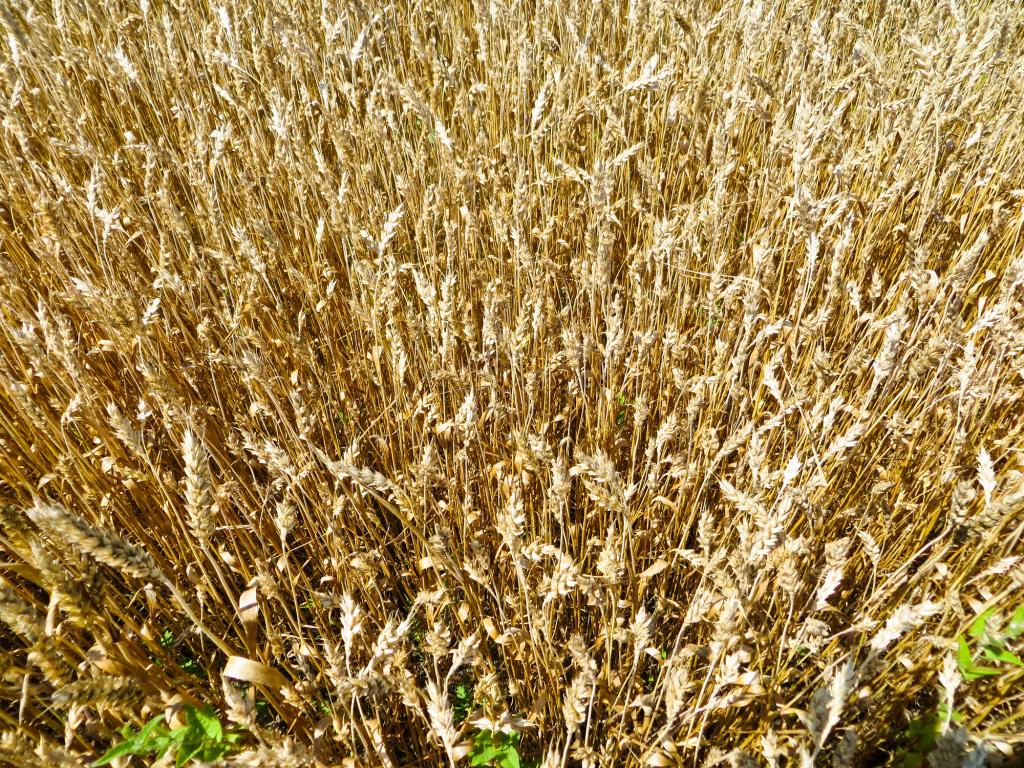 Wheat Blast