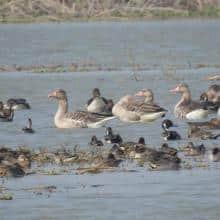 Where is Saman Bird Sanctuary?