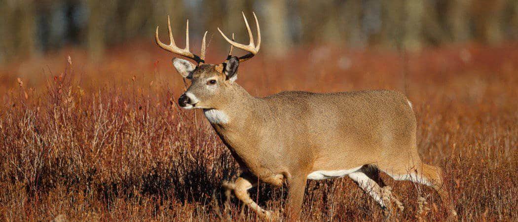 White-tailed deer