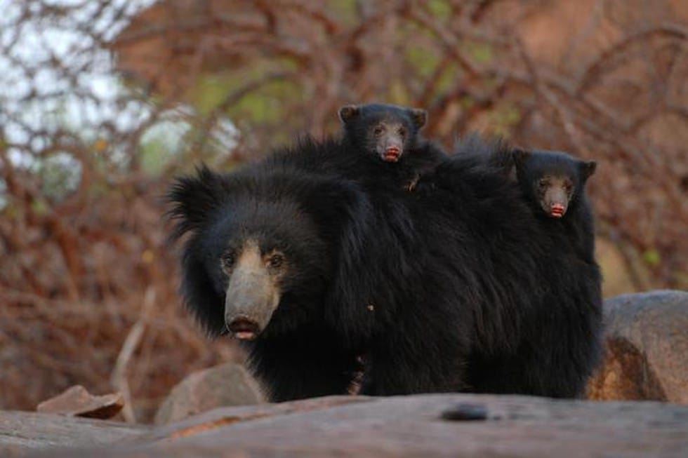 World Sloth Bear Day
