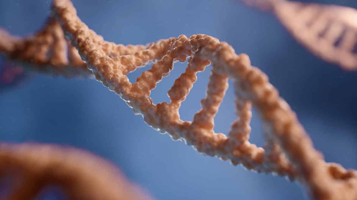 Y chromosome