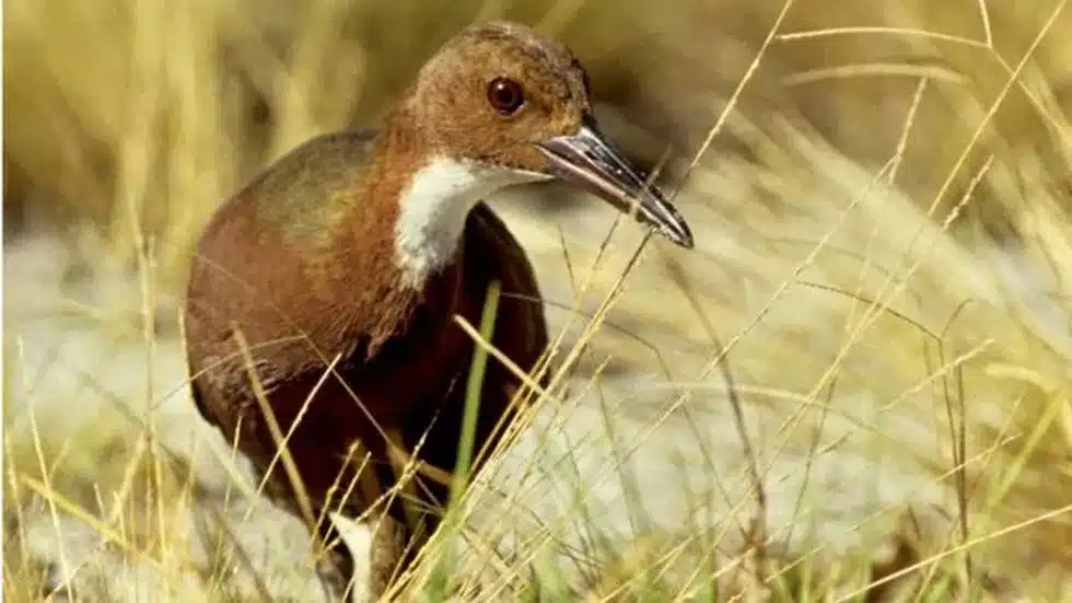 Aldabra rail