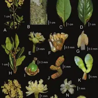 Andrographis theniensis