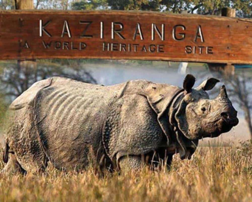 Are rhino and elephant conservation efforts a success?