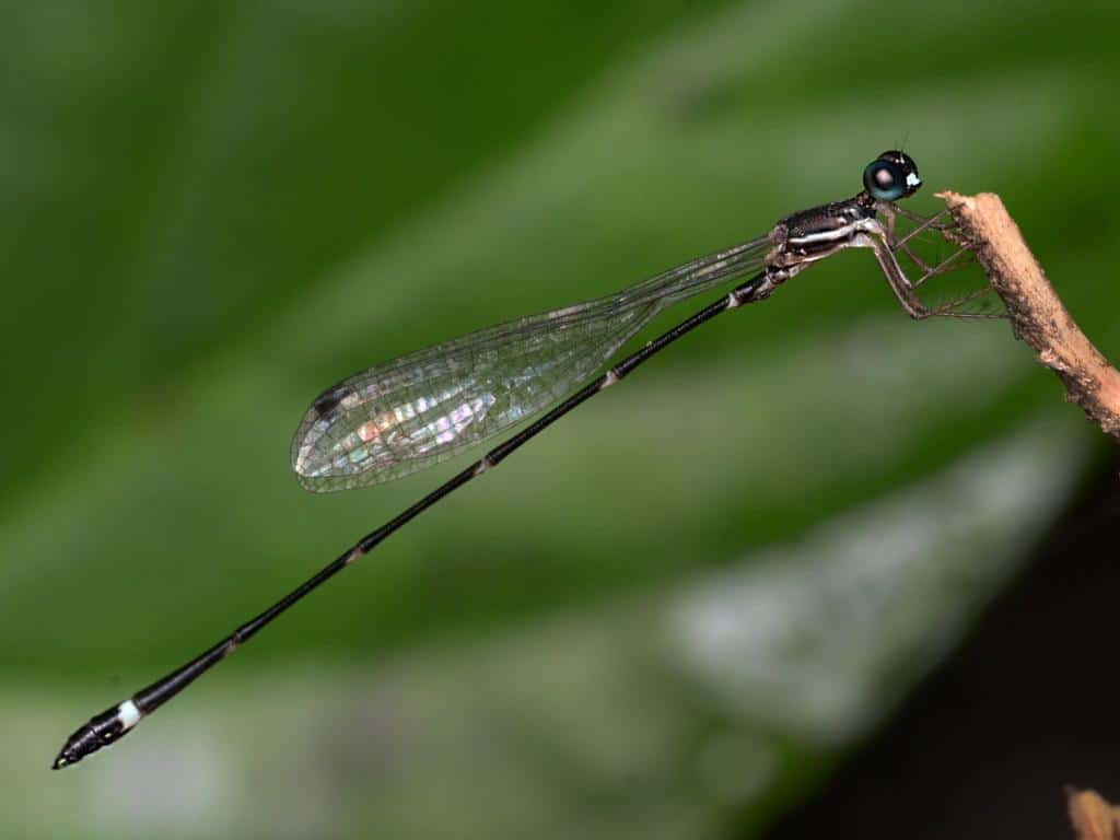 Armageddon Reedtail