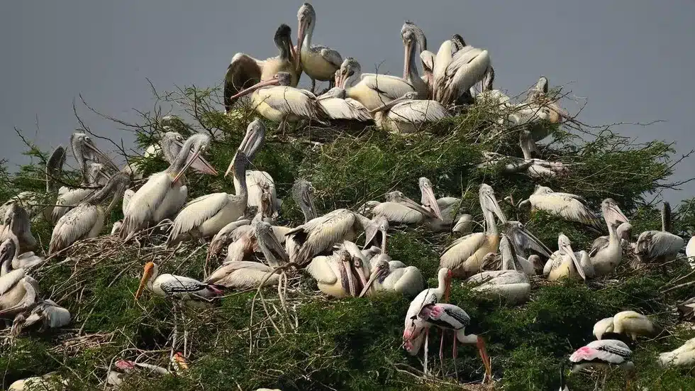 Atapaka Bird Sanctuary