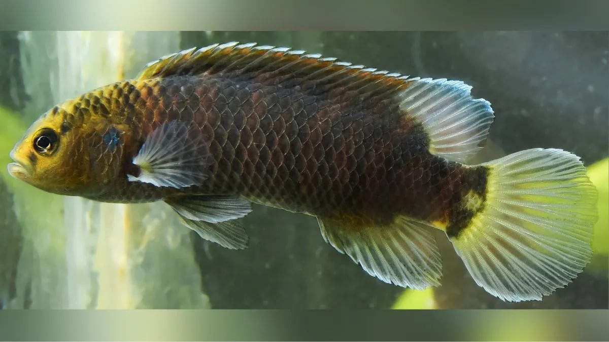What is Badis limaakumi?