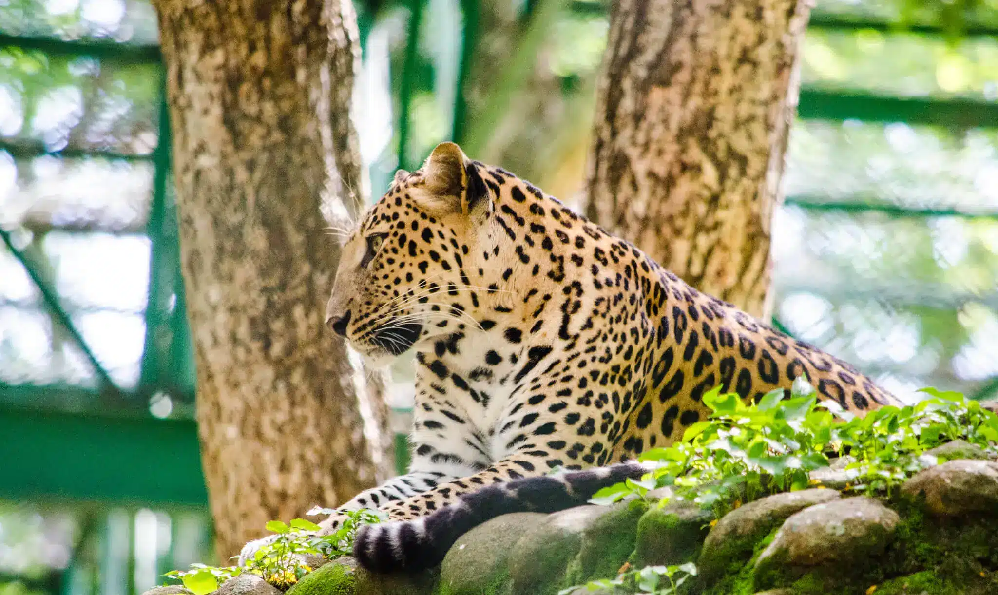 Bannerghatta Biological Park (BBP)