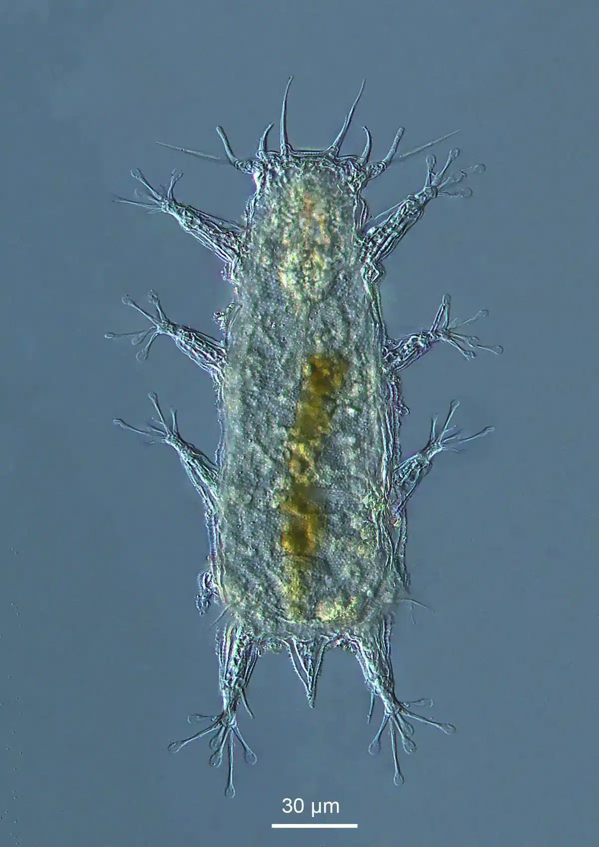 Batillipes Chandrayaani
