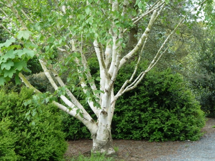 Bhojpatra Tree
