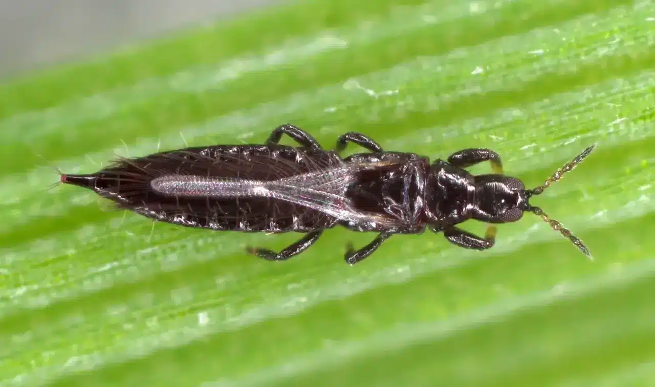 Black thrips