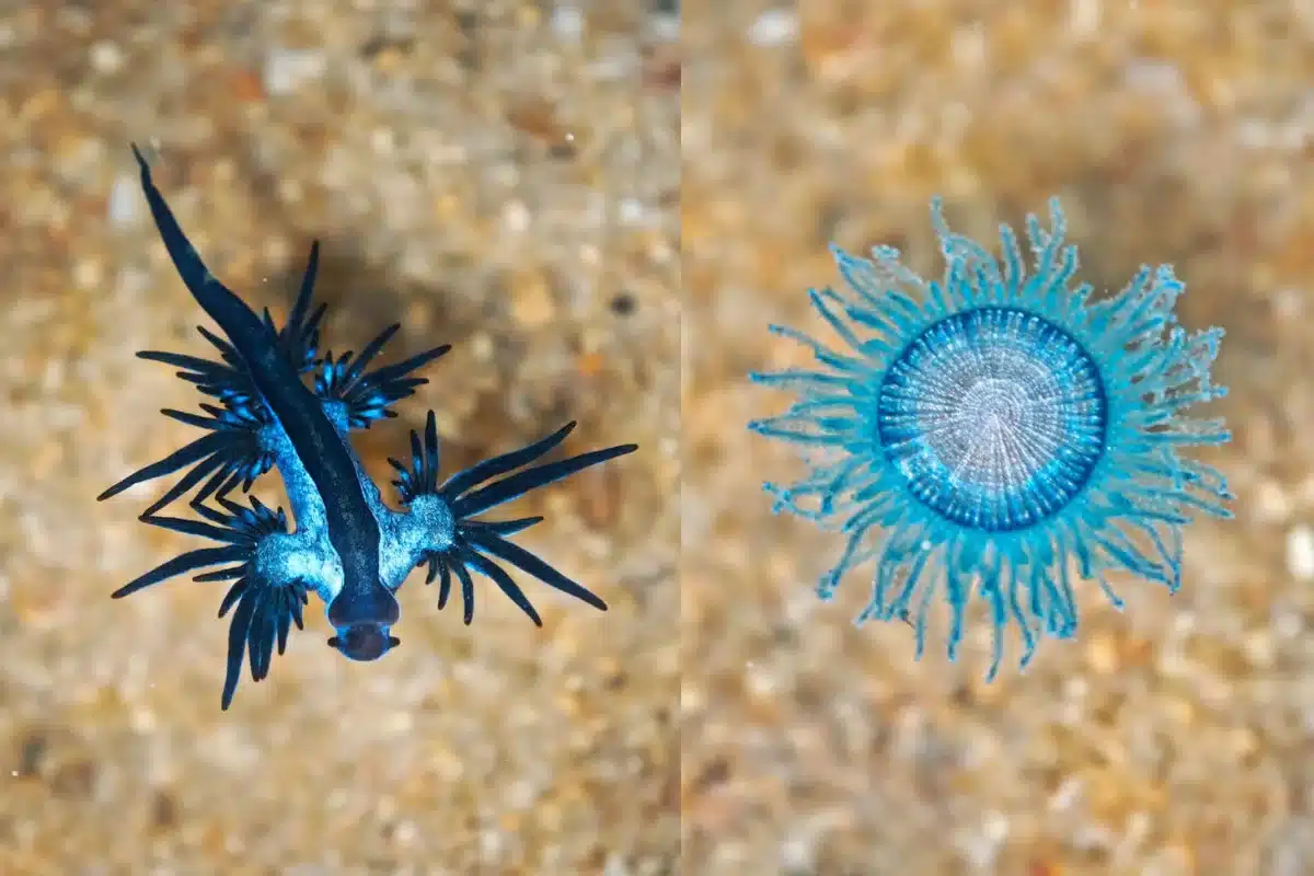 Blue Sea Dragon