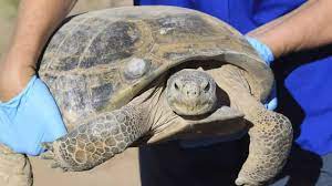 Bolson tortoise
