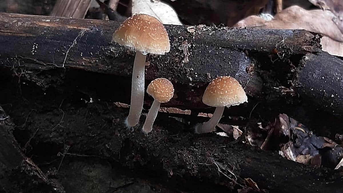 Candolleomyces albosquamosus