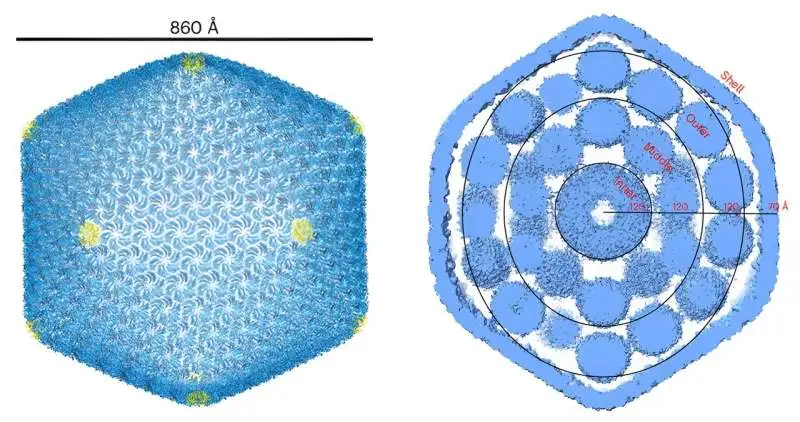 What are Carboxysomes?
