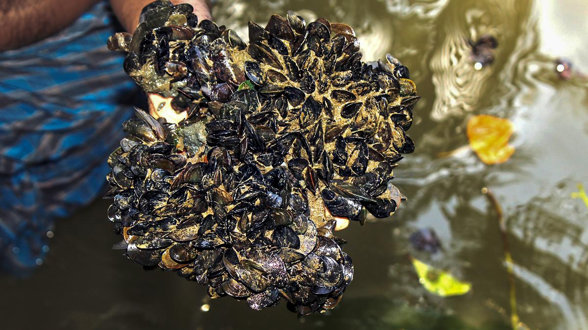 Caribbean false mussel