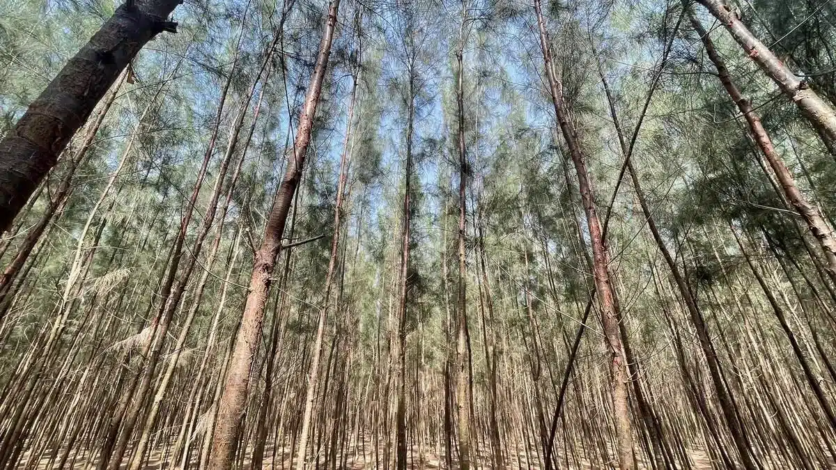 Casuarina Tree