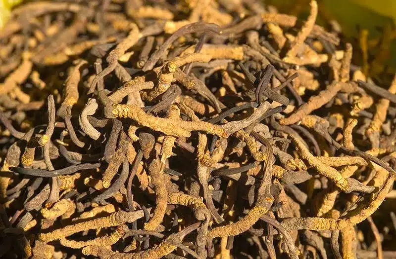 Caterpillar fungus