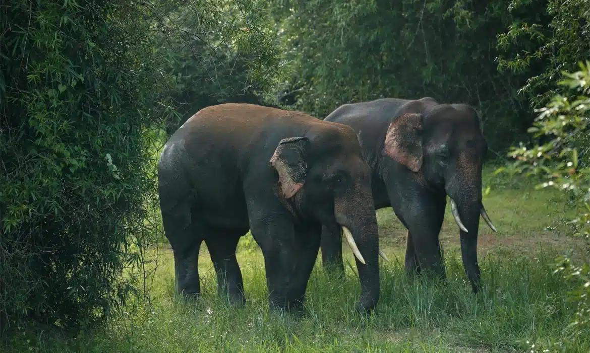 Chandaka-Dampara wildlife sanctuary