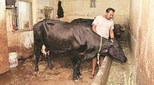What is Livestock Bill 2023?