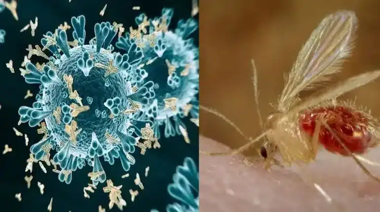 Chandipura Virus Infection