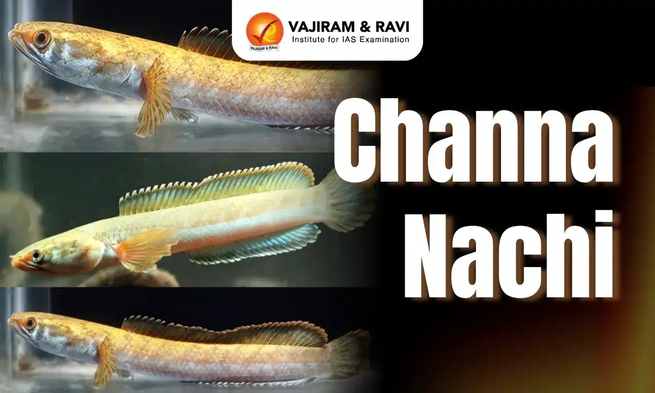 Channa nachi