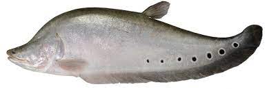 Chitala Fish