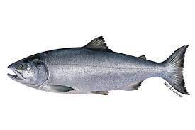 Chum salmon