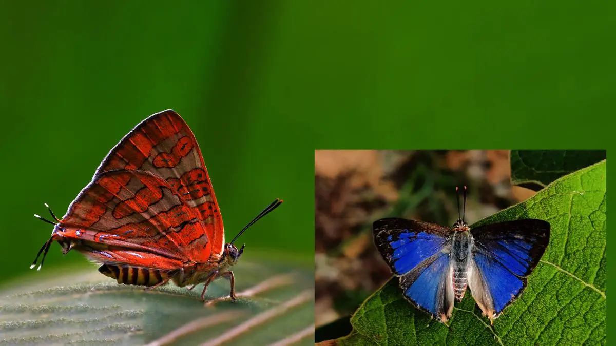 Cigaritis meghamalaiensis