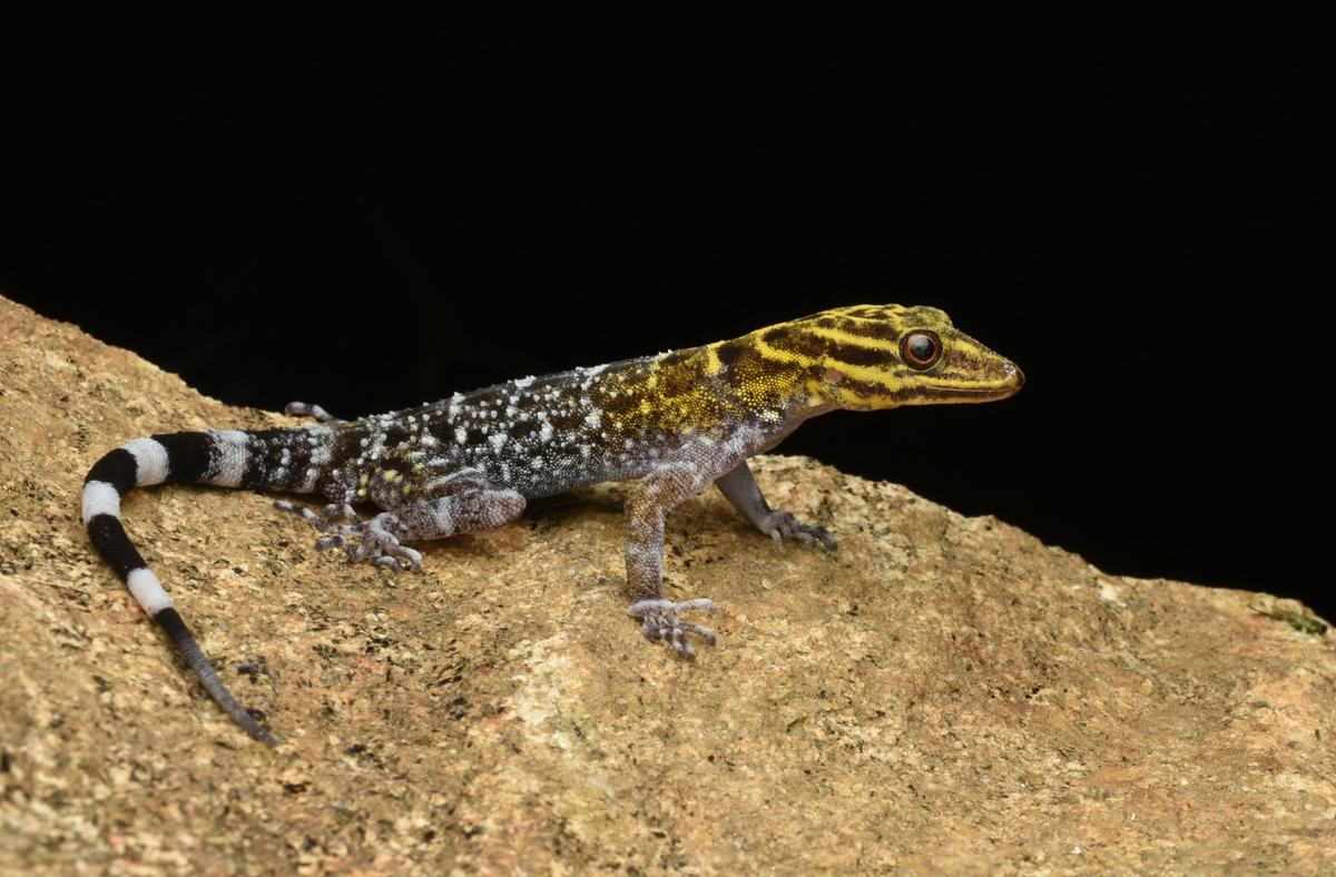 Cnemaspis rashidi