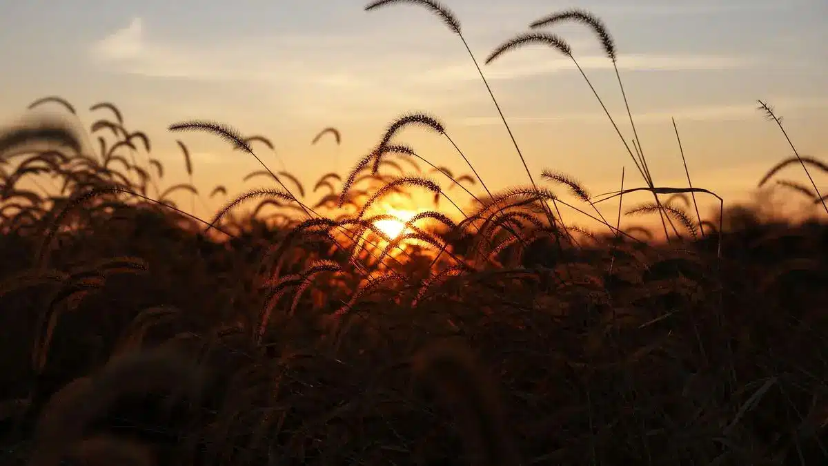 How Punjab and Haryana are Key to National Food Security?